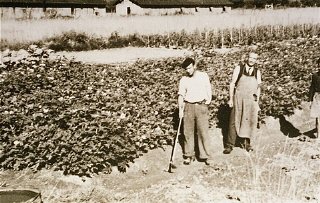 Prisoners in the Gurs camp work in gardens set up by...