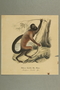 Color print of a bearded saki monkey once called the Jew monkey