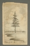 Drawing of a tree by an American concentration camp inmate