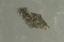Flake of mica collected from Theresienstadt by a German Jewish factory worker